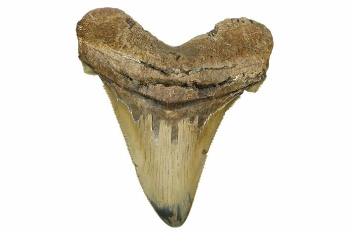 Serrated, Angustidens Tooth - Megalodon Ancestor #170345